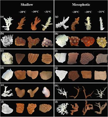 Variability in thermal stress thresholds of corals across depths